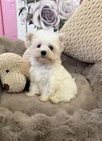 Rosie Lu, a female Morkie for sale in Fredericksburg, VA – 2 of 10