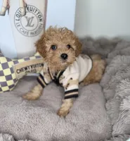 Nico: Male Cavapoo Puppy, a male Cavapoo for sale in Fredericksburg, VA – Photo 2 of 5