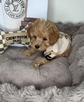 Nico: Male Cavapoo Puppy, a male Cavapoo for sale in Fredericksburg, VA – Photo 5 of 5