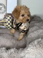 Nico: Male Cavapoo Puppy, a male Cavapoo for sale in Fredericksburg, VA – Photo 4 of 5