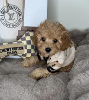 Nico: Male Cavapoo Puppy, a male Cavapoo for sale in Fredericksburg, VA – Photo 3 of 5