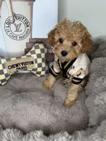 Nico: Male Cavapoo Puppy, a male Cavapoo for sale in Fredericksburg, VA – Photo 1 of 5