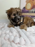 Benny James, a male Maltese and Silky Terrier for sale in Fredericksburg, VA – 6 of 9