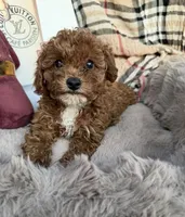 Chanel: Female Toy Poodle, a female Poodle - Toy  for sale in Fredericksburg, VA – Photo 2 of 6