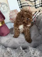 Chanel: Female Toy Poodle, a female Poodle - Toy  for sale in Fredericksburg, VA – Photo 4 of 6
