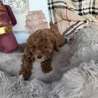 Chanel: Female Toy Poodle, a female Poodle - Toy  for sale in Fredericksburg, VA – Photo 5 of 6