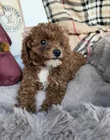 Chanel: Female Toy Poodle, a female Poodle - Toy  for sale in Fredericksburg, VA – Photo 3 of 6