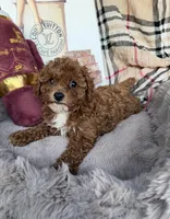 Chanel: Female Toy Poodle, a female Poodle - Toy  for sale in Fredericksburg, VA – Photo 1 of 6