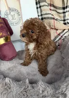 Chanel: Female Toy Poodle, a female Poodle - Toy  for sale in Fredericksburg, VA – Photo 6 of 6