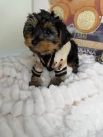 Kensington , a male Yorkipoo for sale in Fredericksburg, VA – 3 of 6