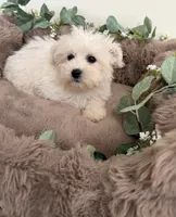 Ivy Rae, a female Shichon for sale in Fredericksburg, VA – 3 of 7