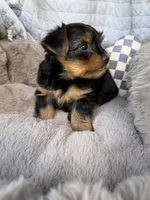 Luca 💙 | Male Toy Yorkie, a male Yorkshire Terrier for sale in Fredericksburg, VA – 2 of 5