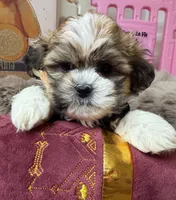 Bella, a female Shichon for sale in Fredericksburg, VA – Photo 2 of 2