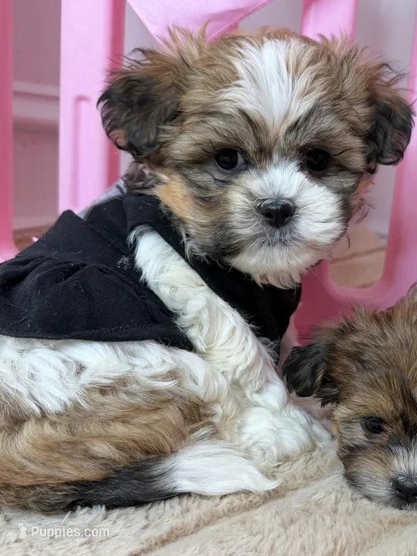 Bella – Shichon puppy for sale in Fredericksburg, VA