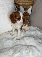 Leo, a male Cavalier King Charles Spaniel for sale in Fredericksburg, VA – 4 of 5