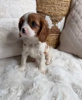 Leo, a male Cavalier King Charles Spaniel for sale in Fredericksburg, VA – 1 of 5