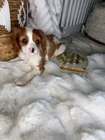 Leo, a male Cavalier King Charles Spaniel for sale in Fredericksburg, VA – 5 of 5
