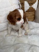 Leo, a male Cavalier King Charles Spaniel for sale in Fredericksburg, VA – 2 of 5