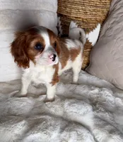 Leo, a male Cavalier King Charles Spaniel for sale in Fredericksburg, VA – 3 of 5