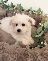 Ivy Rae, a female Shichon for sale in Fredericksburg, VA – 6 of 7