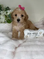 Parker, a female Maltipoo for sale in Fredericksburg, VA – 2 of 7