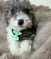 Baby Lux: Male Toy Poodle, a male Poodle - Toy  for sale in Fredericksburg, VA – Photo 2 of 7