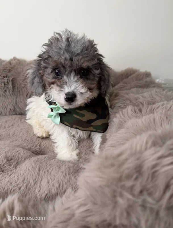 Baby Lux: Male Toy Poodle, a male Poodle - Toy  for sale in Fredericksburg, VA – Photo 1 of 7