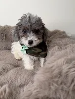 Baby Lux: Male Toy Poodle, a male Poodle - Toy  for sale in Fredericksburg, VA – Photo 1 of 7