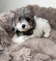 Baby Lux: Male Toy Poodle, a male Poodle - Toy  for sale in Fredericksburg, VA – Photo 3 of 7