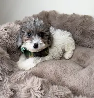 Baby Lux: Male Toy Poodle, a male Poodle - Toy  for sale in Fredericksburg, VA – Photo 6 of 7