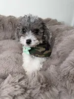 Baby Lux: Male Toy Poodle, a male Poodle - Toy  for sale in Fredericksburg, VA – Photo 7 of 7
