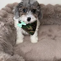 Baby Lux: Male Toy Poodle, a male Poodle - Toy  for sale in Fredericksburg, VA – Photo 5 of 7