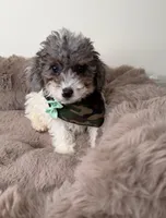 Baby Lux: Male Toy Poodle, a male Poodle - Toy  for sale in Fredericksburg, VA – Photo 4 of 7