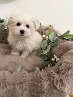 Ivy Rae, a female Shichon for sale in Fredericksburg, VA – 7 of 7