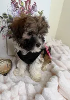 Paris Monroe, a female Havanese for sale in Fredericksburg, VA – 8 of 9
