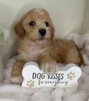 Teddy James, a male Maltipoo for sale in Fredericksburg, VA – 4 of 4