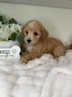 Parker, a female Maltipoo for sale in Fredericksburg, VA – 5 of 7