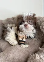 Tucker Lee, a male Shih Tzu for sale in Fredericksburg, VA – 3 of 4