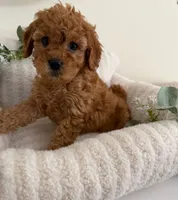 Ruby Jean, a female Cavapoo for sale in Fredericksburg, VA – 4 of 10
