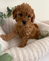 Ruby Jean, a female Cavapoo for sale in Fredericksburg, VA – 2 of 10