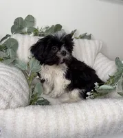 Tiny 🎀 | Female Teddy Bear Puppy, a female Shichon for sale in Fredericksburg, VA – 5 of 5