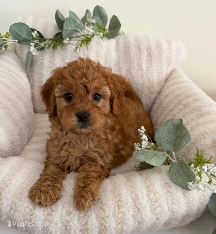 Ruby Jean – Cavapoo puppy for sale in Fredericksburg, VA