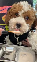 Layla, a female Cockapoo for sale in Fredericksburg, VA – 2 of 6
