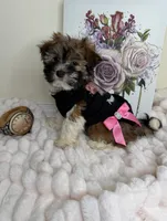 Paris Monroe, a female Havanese for sale in Fredericksburg, VA – 4 of 9