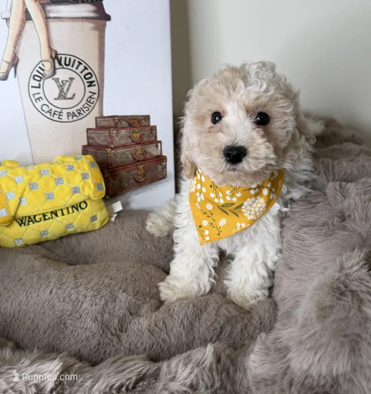 Daisy Mae: Female Teddy Bear Puppy – Shichon puppy for sale in Fredericksburg, VA