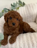 Dallas Walker, a male Cavapoo for sale in Fredericksburg, VA – 2 of 5