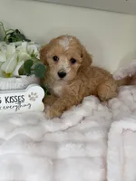 Parker, a female Maltipoo for sale in Fredericksburg, VA – 6 of 7