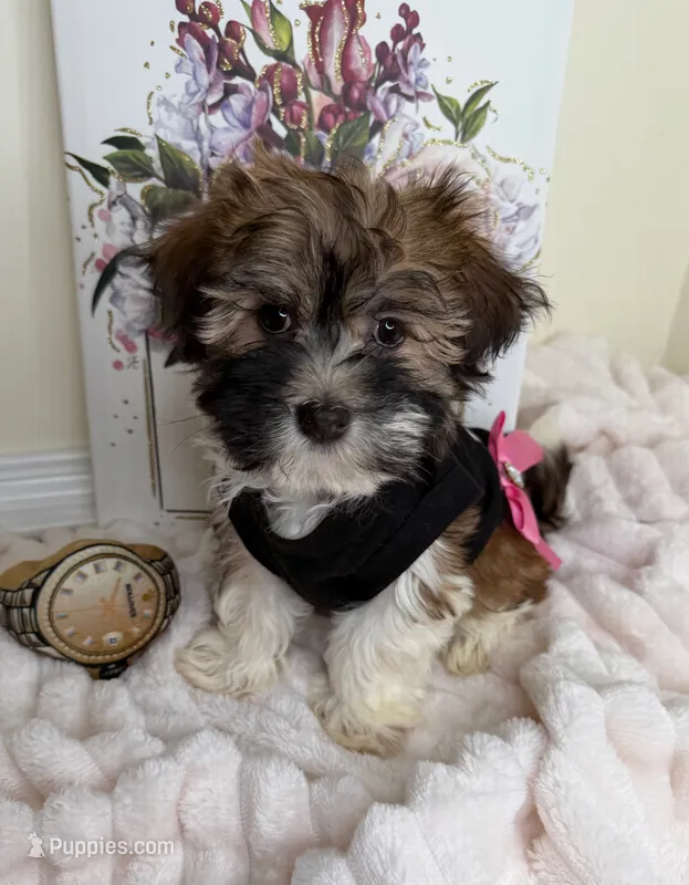 Paris Monroe – Havanese puppy for sale in Fredericksburg, VA