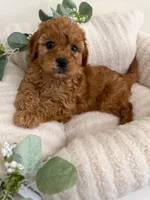 Ruby Jean, a female Cavapoo for sale in Fredericksburg, VA – 9 of 10