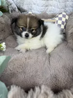 Poppy Rae 🌸 | Female Toy Pomeranian, a female Pomeranian for sale in Fredericksburg, VA – 4 of 5